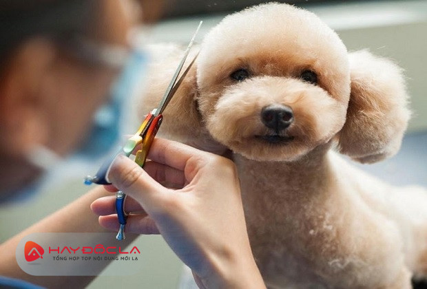 dịch vụ cắt tỉa lông chó tại hà nội - Chó Bảo Vệ