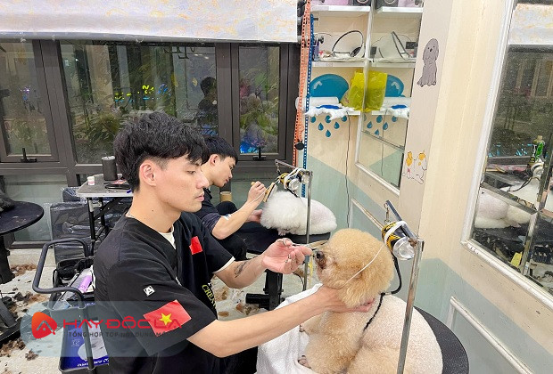 dịch vụ cắt tỉa lông chó tại hà nội - Queen Pet
