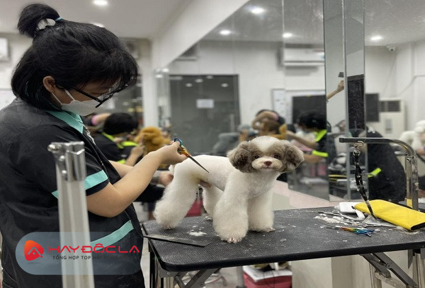 dịch vụ cắt tỉa lông chó tại hà nội - Lino Pet