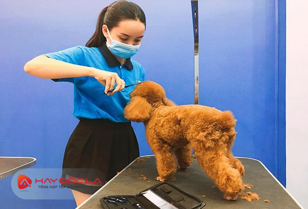 dịch vụ cắt tỉa lông chó tại hà nội - Pet Mart