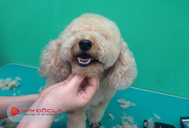 dịch vụ cắt tỉa lông chó tại hà nội - Pet Health