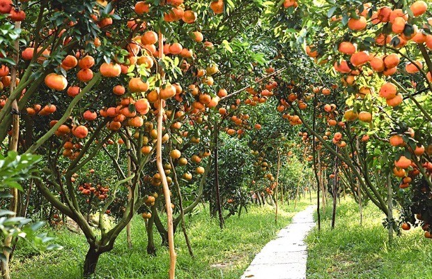 Du lịch Cần Thơ 1 ngày - Vườn trái cây ở Cồn Sơn