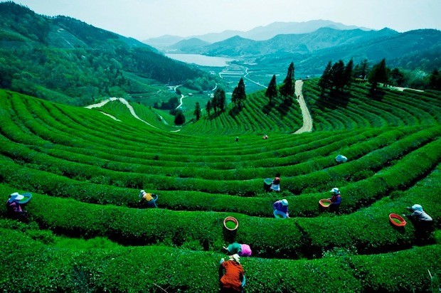 du lịch hàn quốc năm 2023 - Cánh đồng trà ở Boseong 