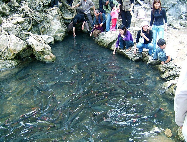 kinh nghiệm du lịch Thanh Hóa - suối cá thần Cẩm Lương.
