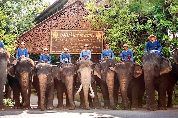 tour thái lan 5 ngày 4 đêm từ tp hcm - Làng voi Pattaya 