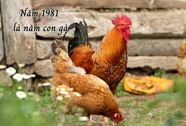 Linh vật đại diện cho năm 1981 là con gà