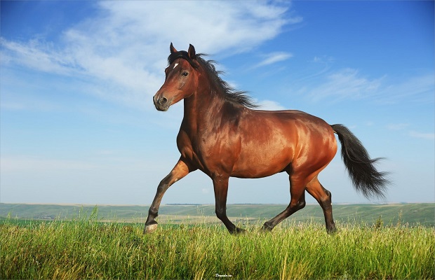 1990 tuổi con gì - con ngựa