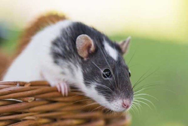 1996 tuổi con gì - con chuột