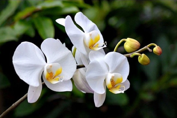 Lan Hồ Điệp là loại hoa tượng trưng cho cung Cự Giải