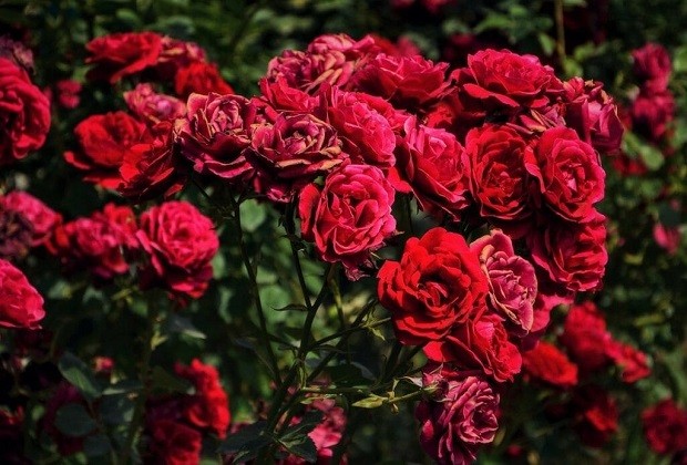 hoa hồng là loại hoa đại diện cho cung Thiên Yết