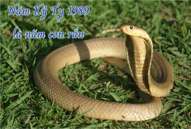 năm con rắn 1989 hợp mệnh gì