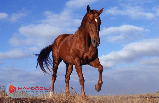 2002 tuổi con gì - con ngựa