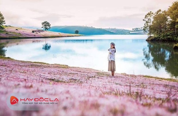địa điểm chụp ảnh đẹp tại Đà Lạt - Đồi cỏ hồng Đà Lạt