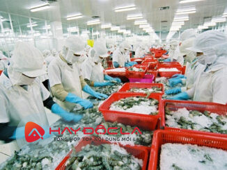 công ty chế biến thủy sản xuất khẩu lớn nhất Việt Nam Quốc Việt