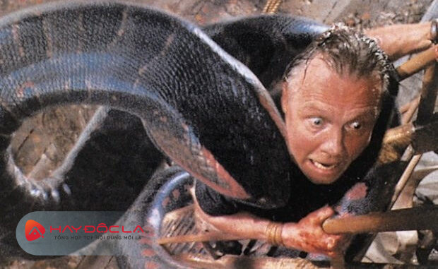 Bộ phim về loài rắn hay nhất - Anaconda