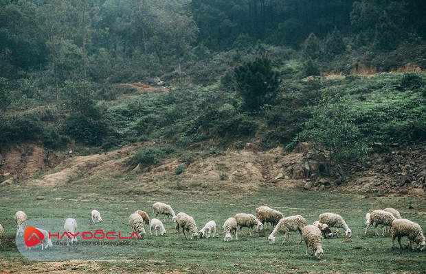 Khu du lịch ở nghệ an - trại cừu Yên Thành