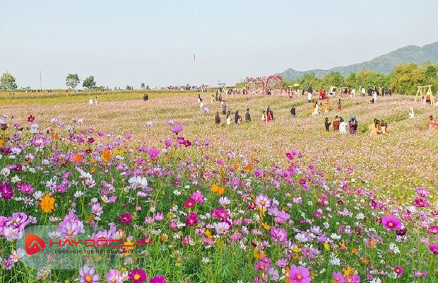 Khu du lịch ở nghệ an - đồi hoa xuân Thái Hòa