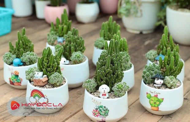Shop cây cảnh mini Hà Nội - Totoro Garden