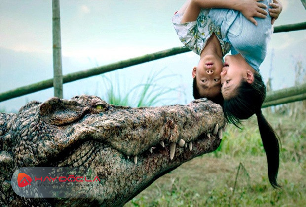 bộ phim về cá sấu đáng sợ nhất - Million Dollar Crocodile
